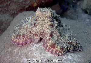 Sometimes they just sit on a rock for a picture...... by Chris Miskavitch 